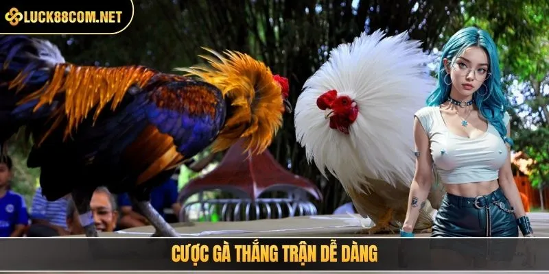 Cược gà thắng trận dễ dàng